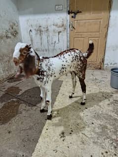 pure makhi cheena bakra