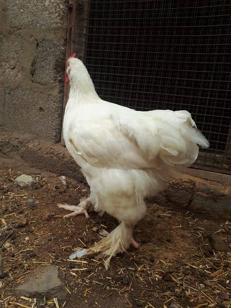 white heavy for sale 9