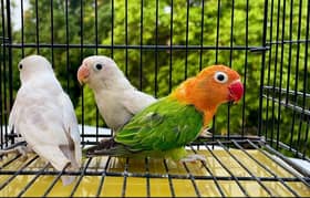 Green opaline/opline/Cremino/Albino/Blue pastel/love bird/decino/Blue