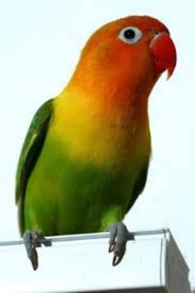 I Need Love birds 1