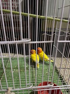 latino yellow pair