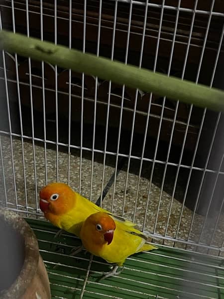 latino yellow pair 2