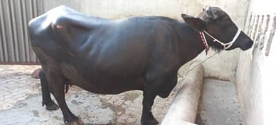 buffalo for sale