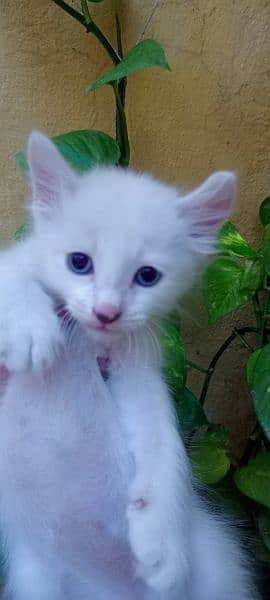 Cat For Sale urgent 1 mother 4 kitten 2