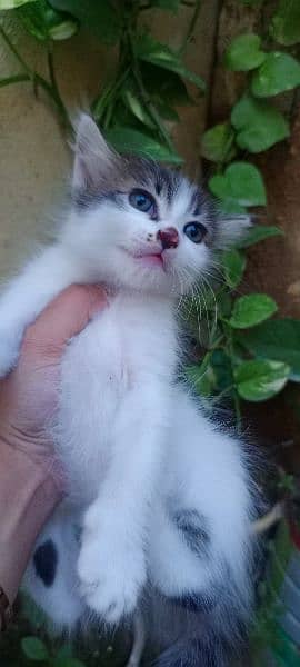 Cat For Sale urgent 1 mother 4 kitten 4