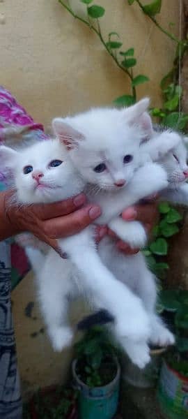 Cat For Sale urgent 1 mother 4 kitten 7