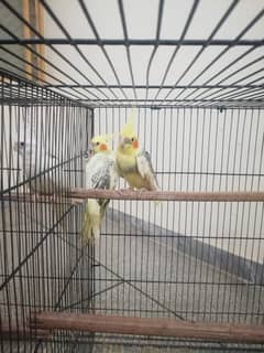 breeder pair Cockatiel on best price