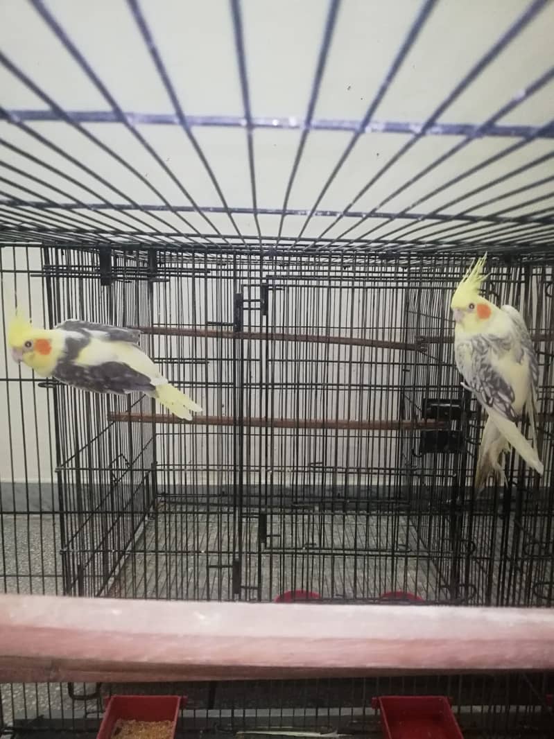 breeder pair Cockatiel on best price on sale!!! 4