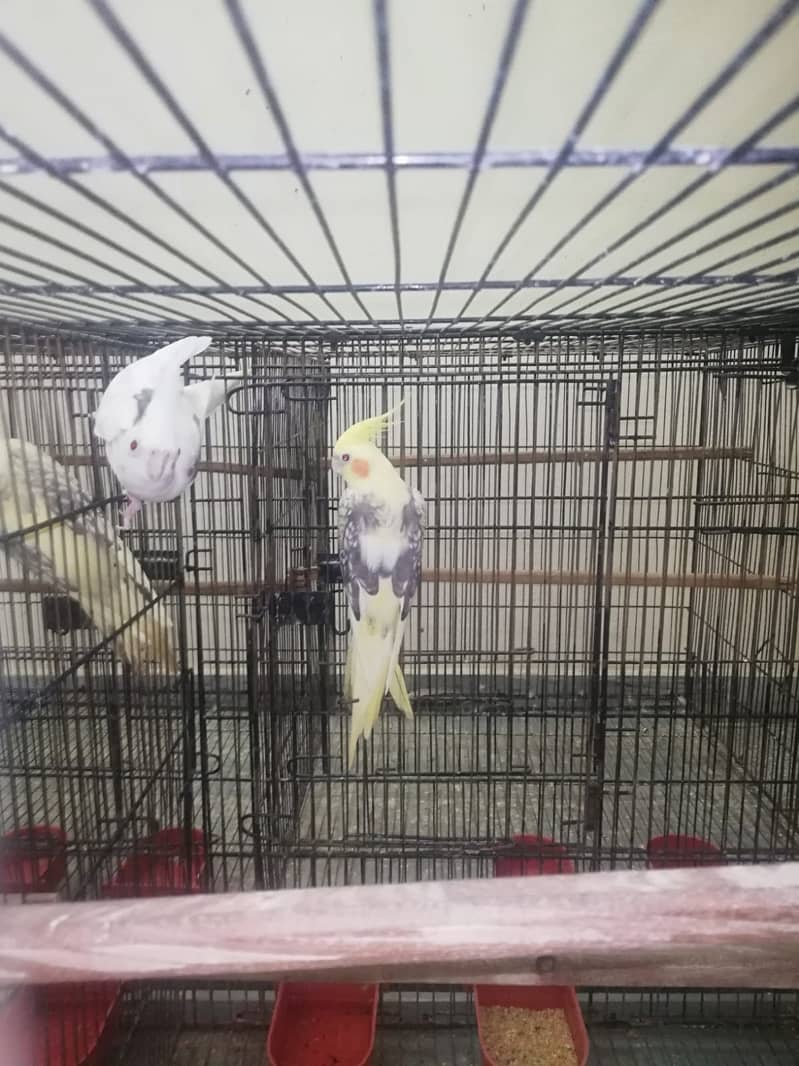 breeder pair Cockatiel on best price on sale!!! 3