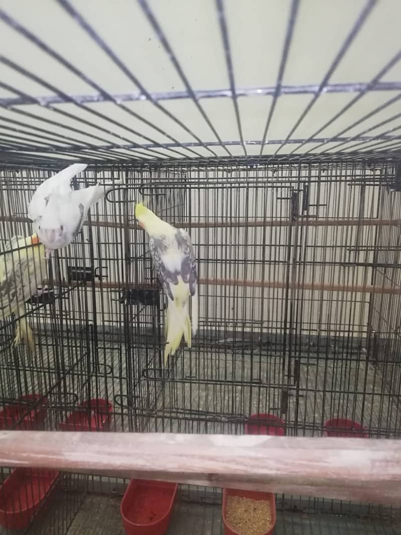 breeder pair Cockatiel on best price on sale!!! 1