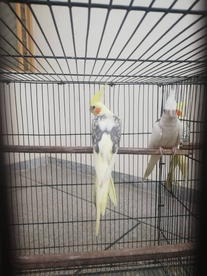 breeder pair Cockatiel on best price on sale!!! 2