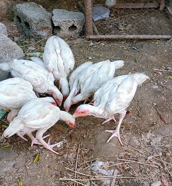 Aseel Heera chicks and Fertile Eggs are available at good price 2