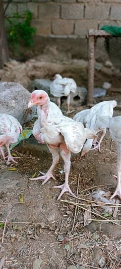 Aseel Heera chicks and Fertile Eggs are available at good price