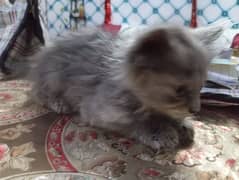 1 persian kitten for sale