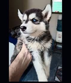 husky puppy for sale male full heavy dog