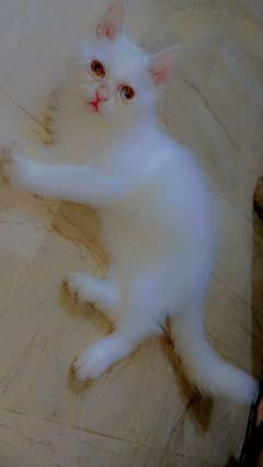 Persian kitten pair pure white mail female 0