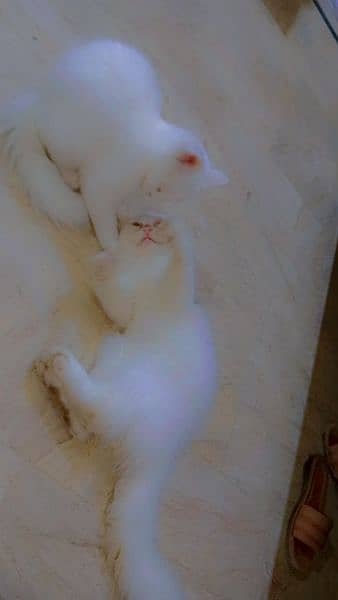 Persian kitten pair pure white mail female 1