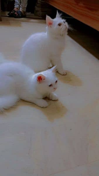 Persian kitten pair pure white mail female 2