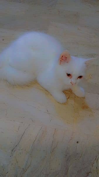 Persian kitten pair pure white mail female 3