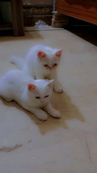 Persian kitten pair pure white mail female 6