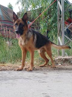 German Shepherd double coat male adult family dog for sale