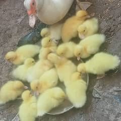 white muscovy ducklings har age k available heý