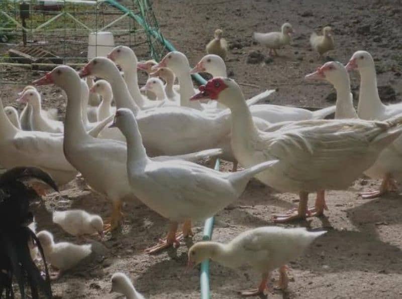 white muscovy ducklings har age k available heý 1
