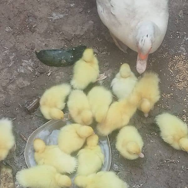 white muscovy ducklings har age k available heý 2