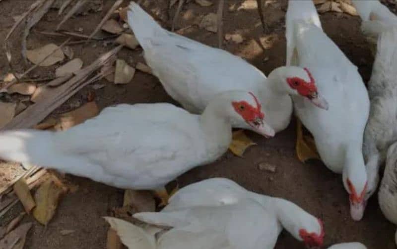 white muscovy ducklings har age k available heý 3