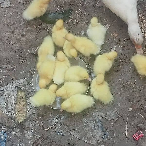white muscovy ducklings har age k available heý 5