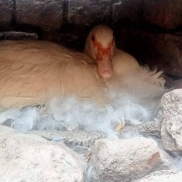 white muscovy ducklings har age k available heý 8