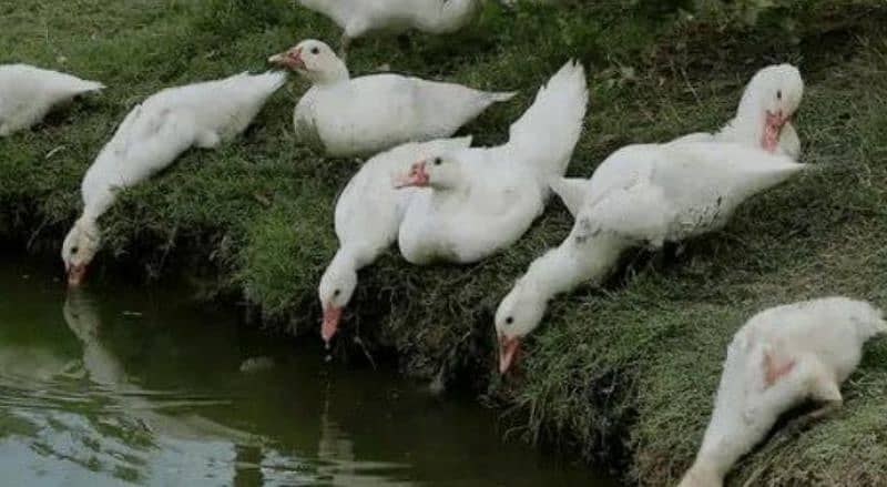 white muscovy ducklings har age k available heý 9