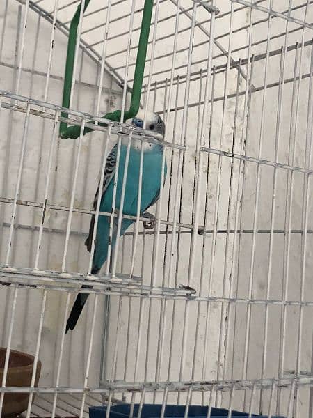 budgies parrot for sale 2