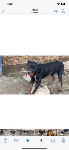 Rottweiler male for sale exchange possible with pittbull male