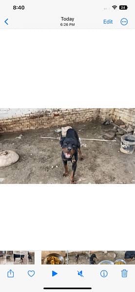 Rottweiler male for sale exchange possible with pittbull male 1