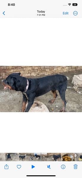 Rottweiler male for sale exchange possible with pittbull male 2