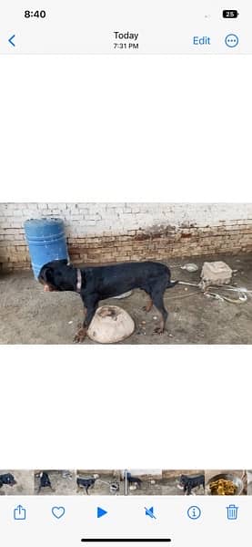 Rottweiler male for sale exchange possible with pittbull male 3