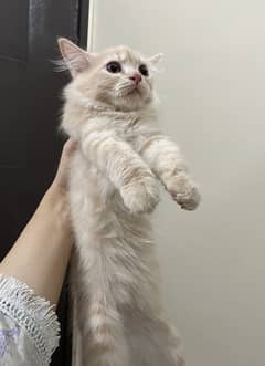 Persian cat Litter trained Playfull healthy kitten
