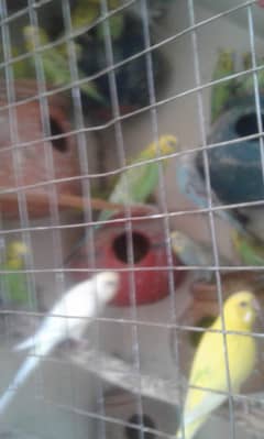 Budgies Breeder Pair for Sale