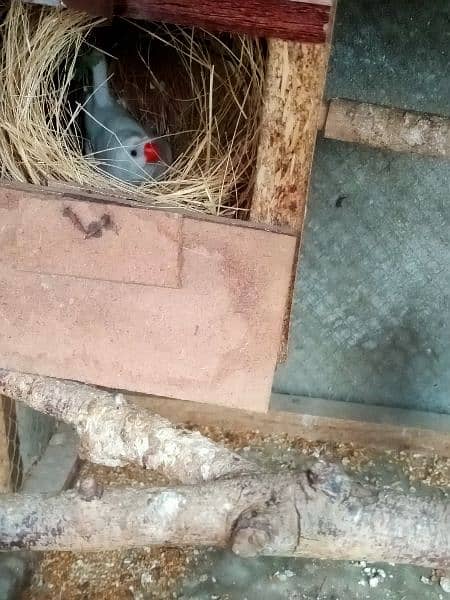 snow finch 2 breeder pair male crusted female non crested 0