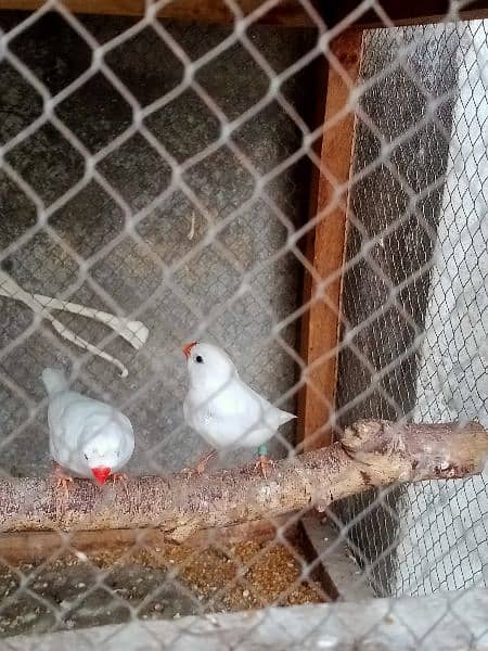 snow finch 2 breeder pair male crusted female non crested 1