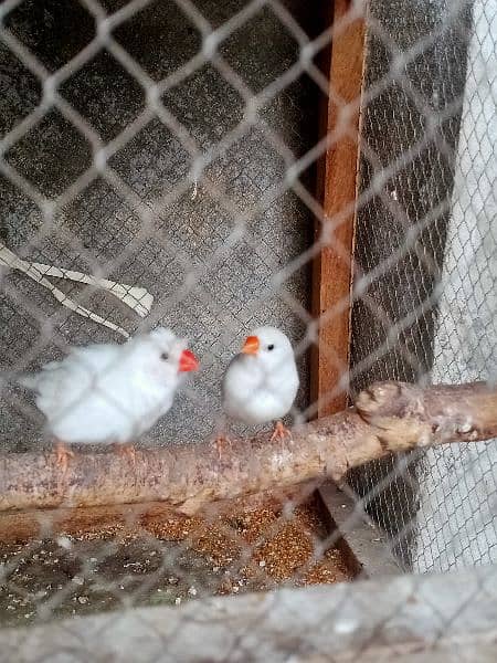 snow finch 2 breeder pair male crusted female non crested 2