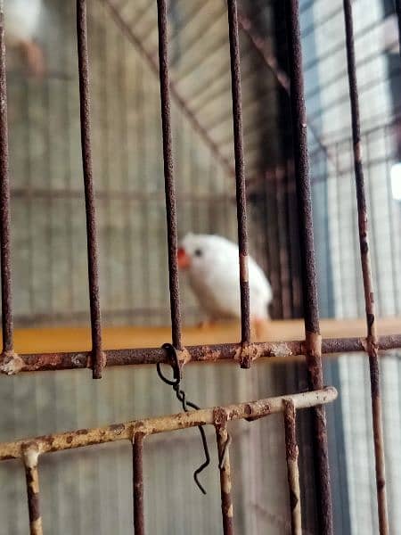 snow finch 2 breeder pair male crusted female non crested 4