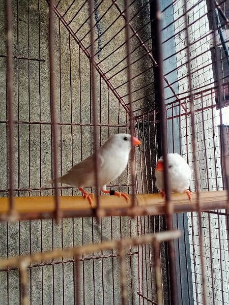 snow finch 2 breeder pair male crusted female non crested 5
