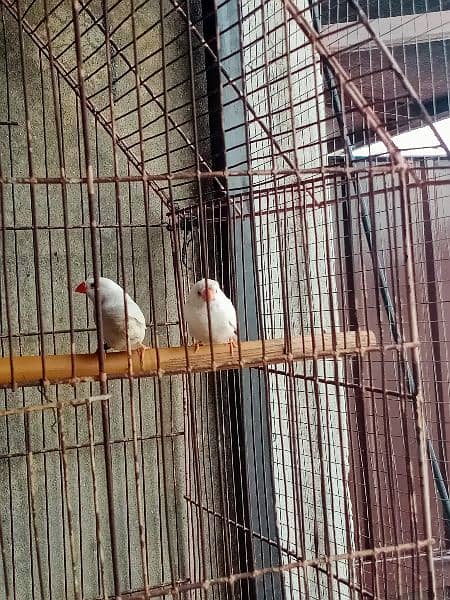 snow finch 2 breeder pair male crusted female non crested 7