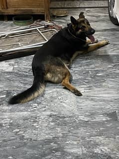 German Shepard For Sale