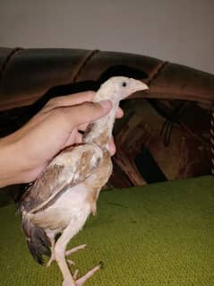 Aseel chick's for sale 03455210682