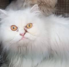 whait color Persian cat play full and breader