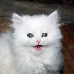 persian kitten cat baby