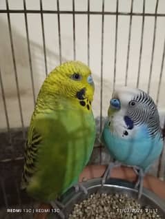 parrots pair for  sale